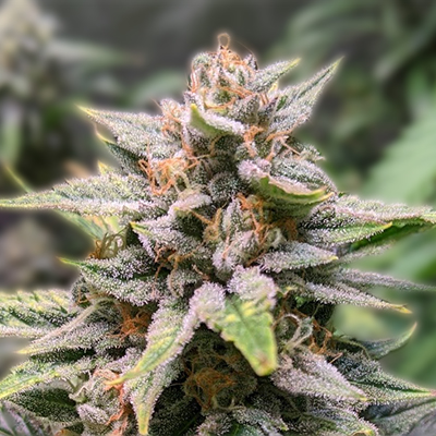 Understanding the Best Options for Cannabis Seeds Arizona Understanding the Best Options for Cannabis Seeds Arizona